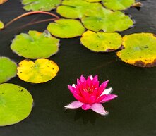 deeppink Deep pink Nymphaea 'Gloriosa' water lilies at New York Botanical Gardens