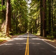 avenueofthegiants Avenue Of the Giants, is a famous scenic road running through Humboldt Redwoods State Park in Northern California