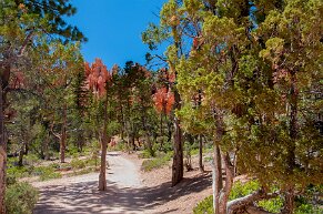 brycecanyon At the bottom of the canyon with the Amazing rock formations in the background!