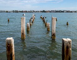 florida Remains of a dock, a favorite rest stop for sea birds