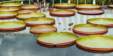 lillypads Victoria Water Lilies, or Victoria Amazonica, unfurling at the NY Botanical Gardens