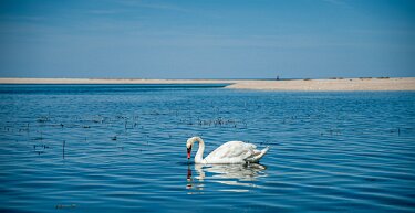 swan A swan on a summer day, Sunken Meadow State Park, Long Island, NY